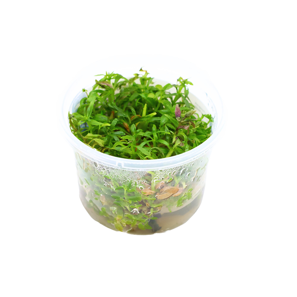 Limnophila Aromatica Red In Vitro Kubek 5cm Roślina do Akwarium Słodkowodnego